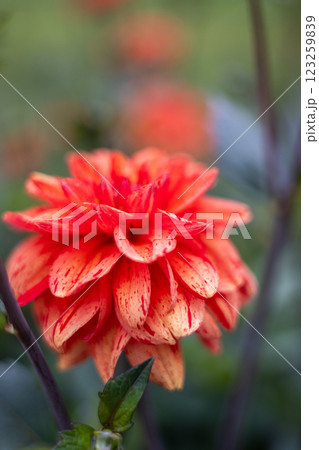 A close-up red dahlias in full bloom with delicate petals and lush green leaves. The flowers are fresh, detailed, and striking against a blurred natural background, creating a vivid garden scene. 123259839