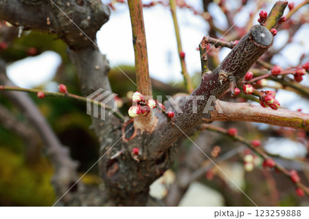 高知城の梅 123259888