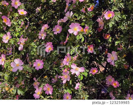 Flowering rosehip bush. Many blooming pink rose hips on branches with green leaves on a sunny summer day. 123259985