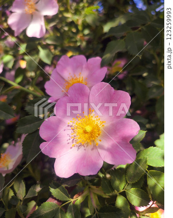 Pink rosehip flower on bush on sunny summer day. Blooming rosehip. Pink petals with many yellow stamens of blooming flower rosehip on a bush branch with green leaves. Natural sunlight. Nature natural 123259993