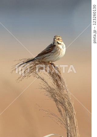 ヨシに止まるオオジュリン ヨシに止まるオオジュリン 123260130