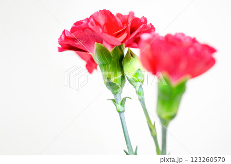 カーネーション 123260570