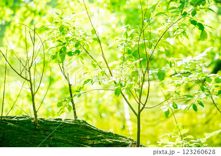 大阪府枚方市山田池のいっぱい浴びた新緑を撮影 123260628