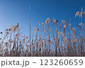 凍るススキ 123260659