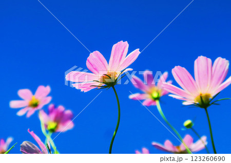 コスモス畑のコスモスの花と青空の風景 123260690