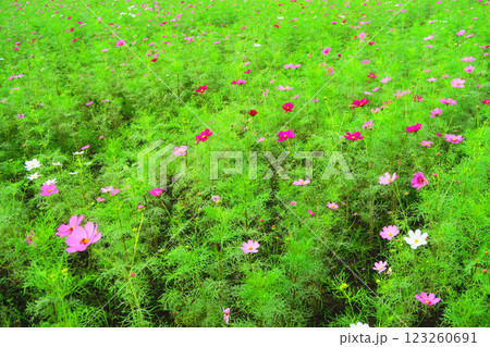 コスモス畑のコスモスの花の風景 123260691