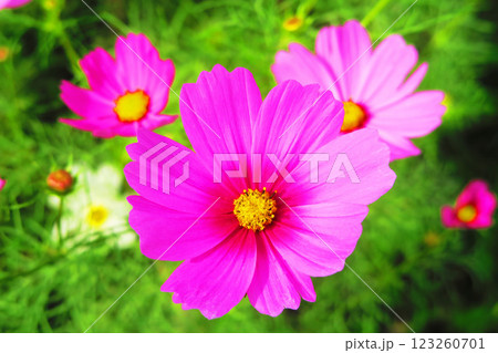コスモス畑のコスモスの花の風景 123260701