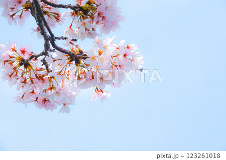 穏やかな春に咲く綺麗な桜と青空とコピースペース 穏やかな春に咲く綺麗な桜と青空とコピースペース 123261018