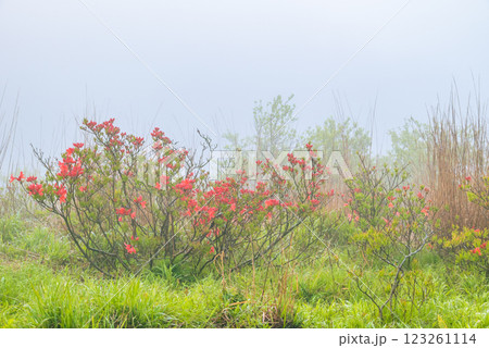 朝霧とレンゲツツジ【初夏の高ボッチ高原】 123261114