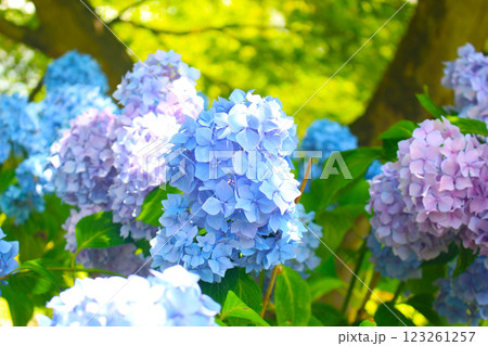 紫陽花 123261257