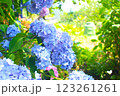 紫陽花 123261261