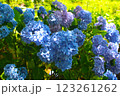 紫陽花 123261262