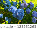 紫陽花 123261263