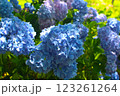 紫陽花 123261264