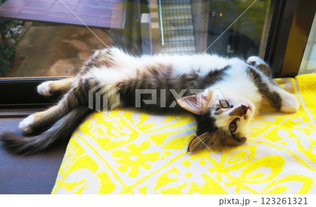 縞三毛猫の子猫のかわいらしく愛らしい姿 縞三毛猫の子猫のかわいらしく愛らしい姿 123261321