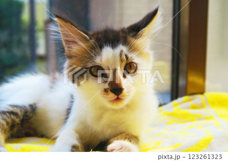 縞三毛猫の子猫のかわいらしく愛らしい姿 縞三毛猫の子猫のかわいらしく愛らしい姿 123261323