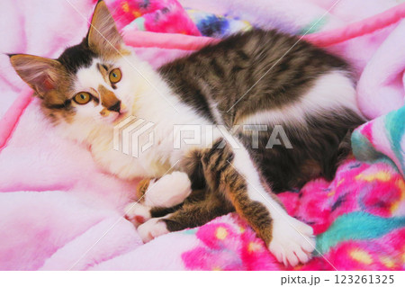 縞三毛猫の子猫のかわいらしく愛らしい姿 123261325