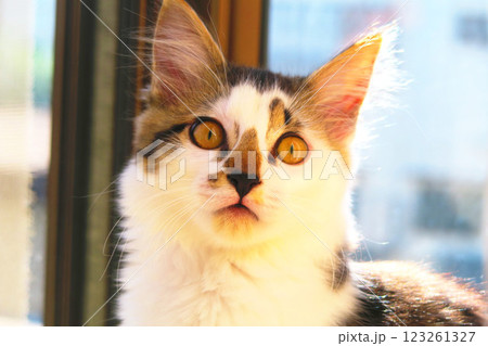 縞三毛猫の子猫のかわいらしく愛らしい姿 縞三毛猫の子猫のかわいらしく愛らしい姿 123261327