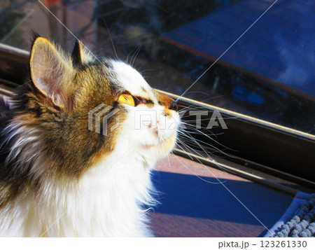 縞三毛猫の子猫のかわいらしく愛らしい姿 123261330