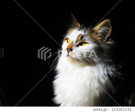 縞三毛猫の子猫のかわいらしく愛らしい姿 123261331