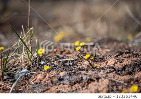 Coltsfoot - Tussilago farfara in spring, selective focus 123261446