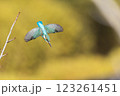美しいカワセミの瞬間 123261451
