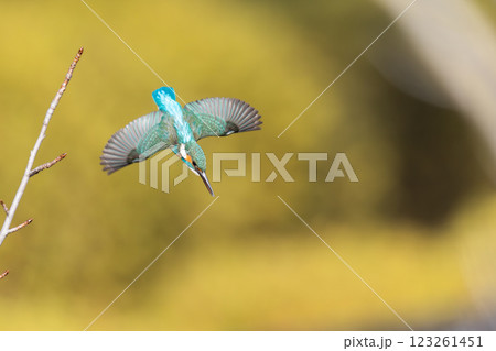 美しいカワセミの瞬間 美しいカワセミの瞬間 123261451