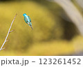美しいカワセミの瞬間 123261452