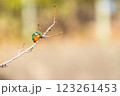 美しいカワセミの瞬間 123261453