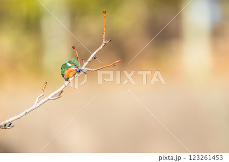 美しいカワセミの瞬間 123261453