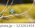 美しいカワセミの瞬間 123261454