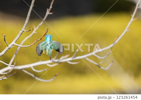 美しいカワセミの瞬間 123261454