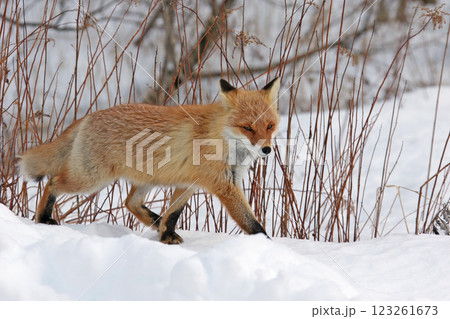 冬毛のキタキツネ　キツネ　狐　北海道自然　もふもふ 123261673