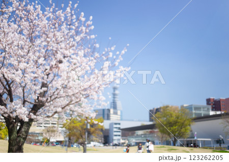 いこいの道に咲く満開の桜とホルトホール 123262205