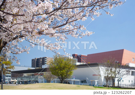 いこいの道に咲く満開の桜とホルトホール いこいの道に咲く満開の桜とホルトホール 123262207