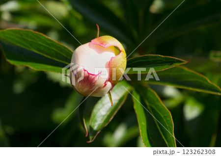 A popular decorative plant called Peony. Latin name Paeonia. A popular decorative plant called Peony. Latin name Paeonia. 123262308