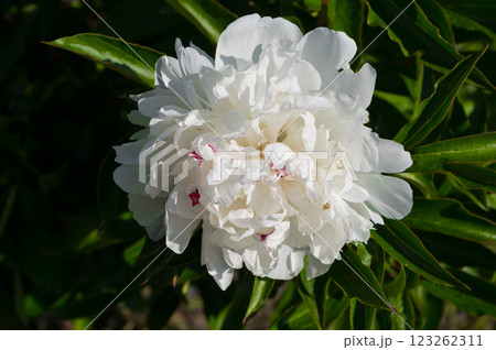 A popular decorative plant called Peony. Latin name Paeonia. 123262311