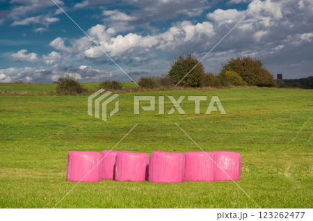 Hay bales wrapped in pink foil. Cattle feed ready for storage. Sosuvka village, South Moravia, Czech Republic. 123262477