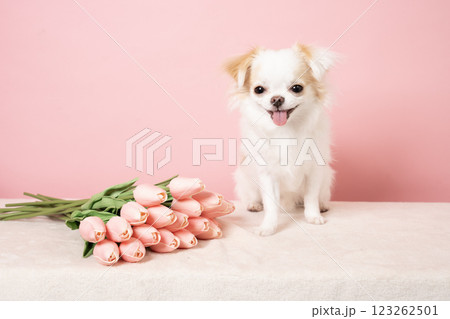 ピンクバックとチューリップと笑うチワワ 123262501