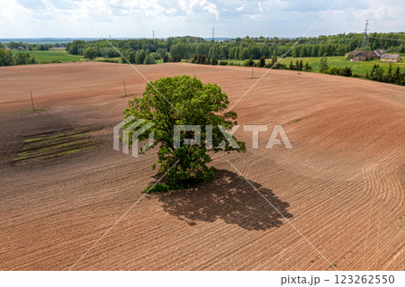 A Single Tree Stands Tall in a Newly Plowed Field on a Sunny Day 123262550
