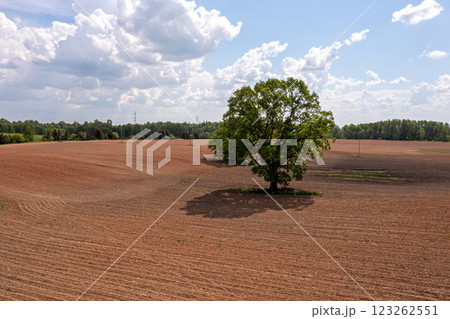 Single Tree in a Plowed Field on a Sunny Day 123262551