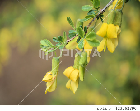 4月に咲いた黄色い群雀（ムレスズメ）の花 123262890