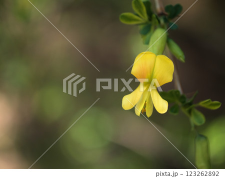 4月に咲いた黄色い群雀（ムレスズメ）の花 123262892