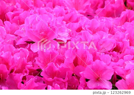 雨上がりの街路樹ツツジ近写 123262969