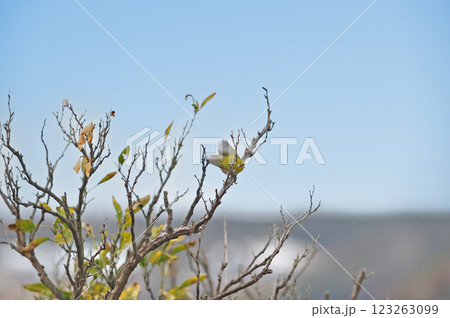 東海道本線　早川－根府川　メジロ 123263099