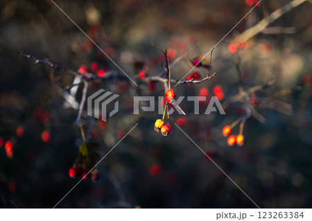 A bush with small red berries sways gently in the breeze. The blurred background highlights the natural beauty of the berries and branches, evoking a serene autumn atmosphere. 123263384