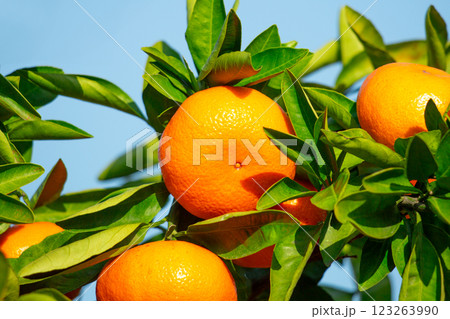 みかん園 123263990