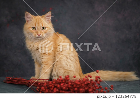 Portrait of a fluffy ginger cat. Studio shooting, dark background. 123264779