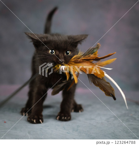 A black kitten holds a toy made of feathers in its mouth. A black kitten holds a toy made of feathers in its mouth. 123264788