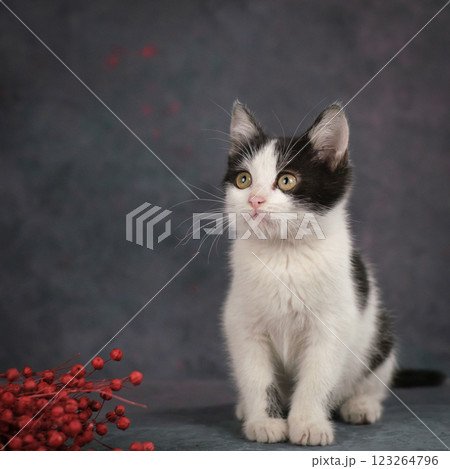 Portrait of a black and white kitten. Studio shooting, dark background. Portrait of a black and white kitten. Studio shooting, dark background. 123264796